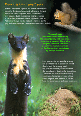 Pine Forest Wildlife, words Ivor Coleman, photos Mark Hicken, Mark Hamblin, Alph McGregor